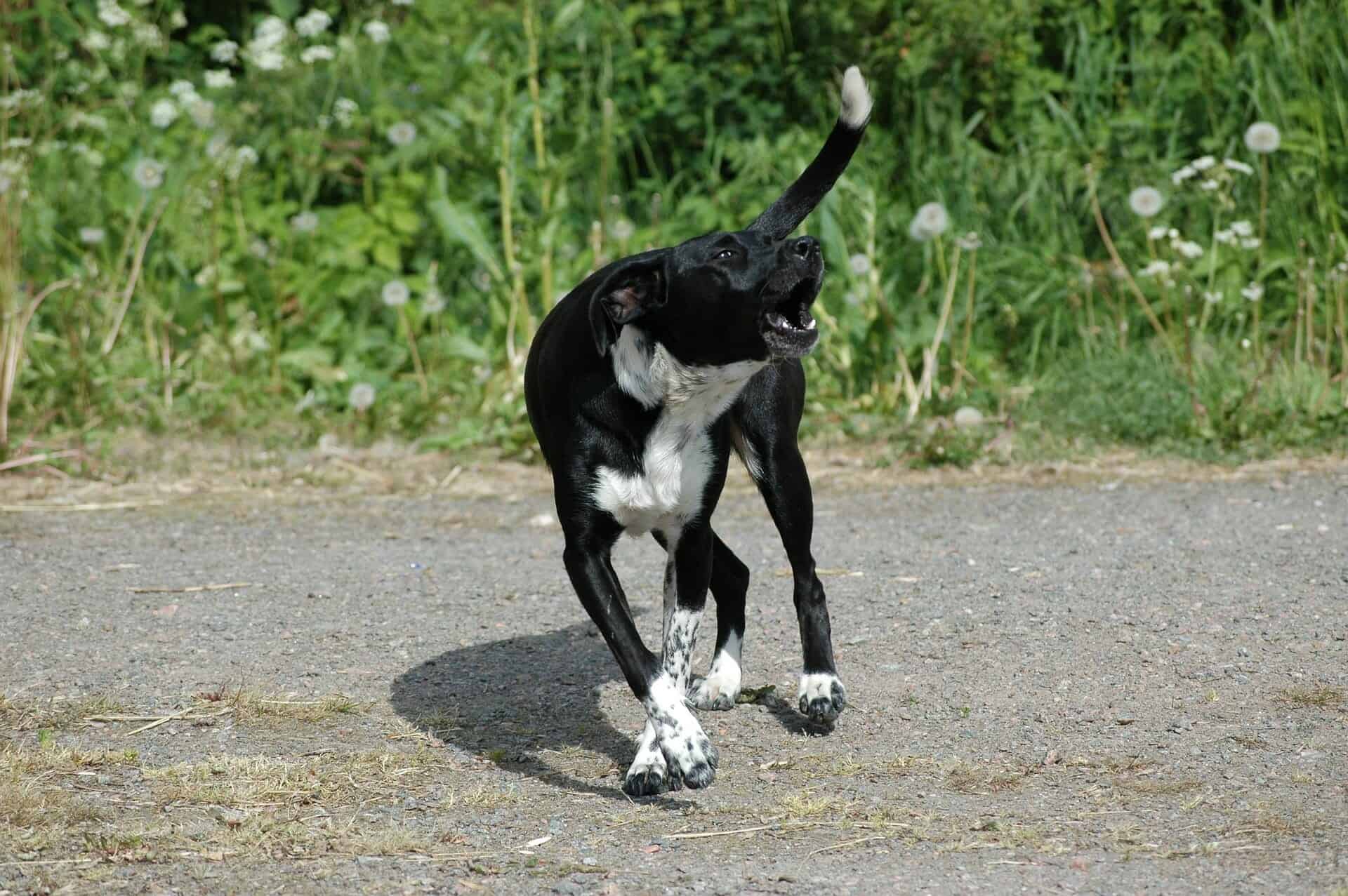 A dog barking on the street in a situation where you need to know your rights after a dog bite attack.